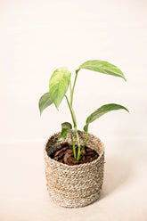 Epipremnum sp. Salaka variegata